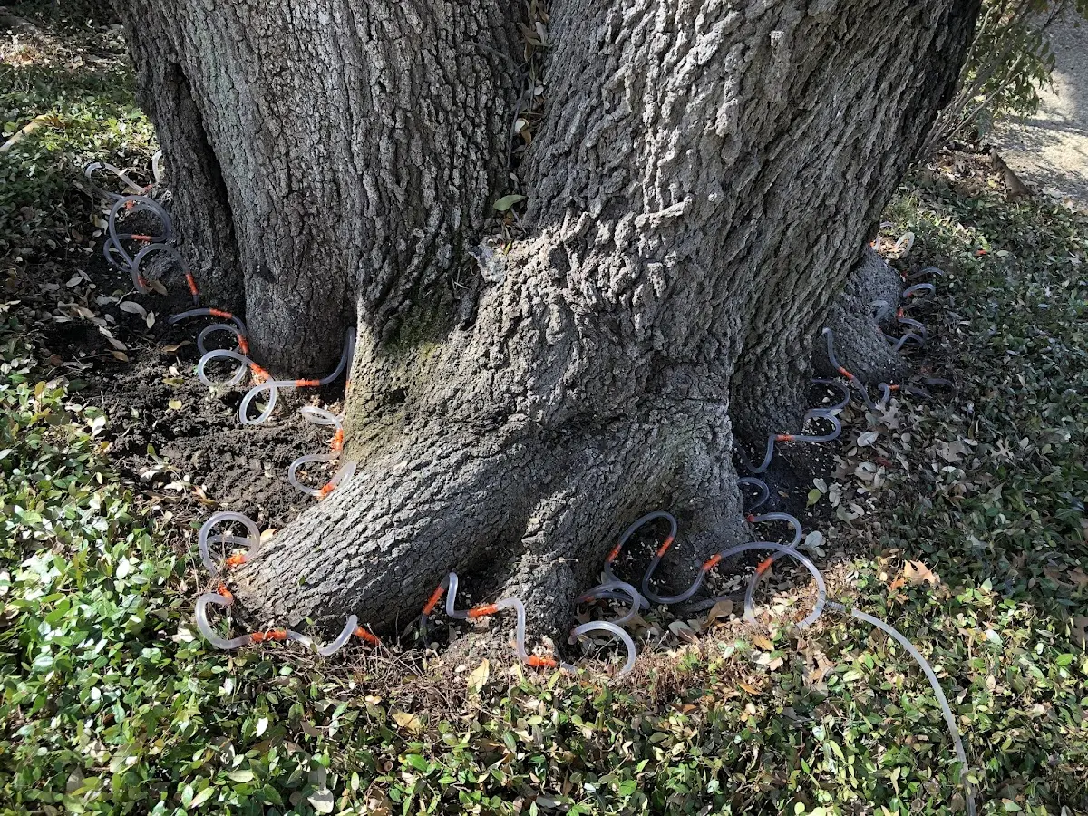 Detailed Tree Cabling and Bracing job site in Potts Grove