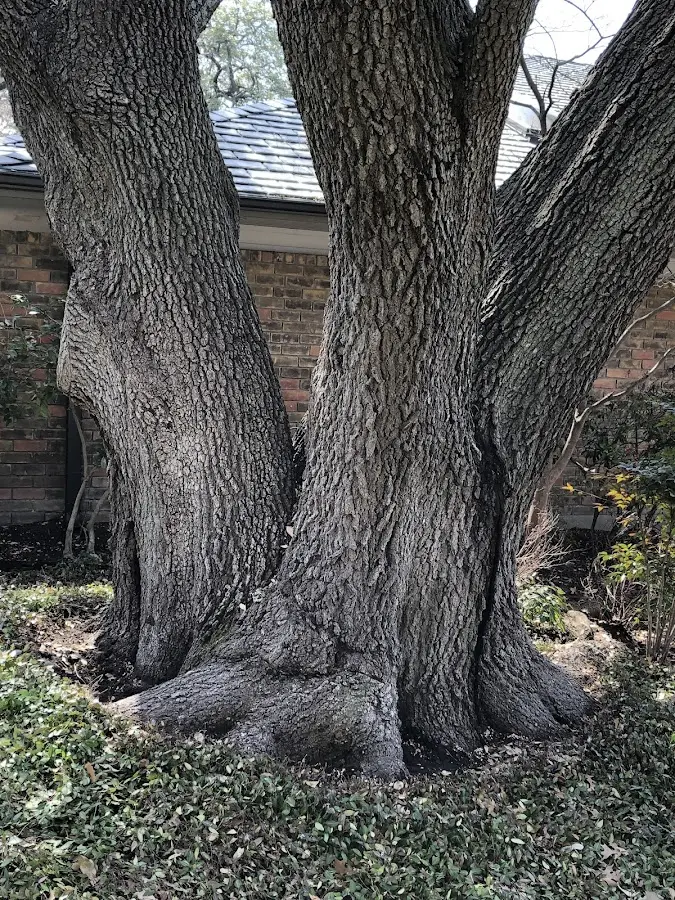 Mature heritage tree close to a Potts Grove property cared for by certified arborists
